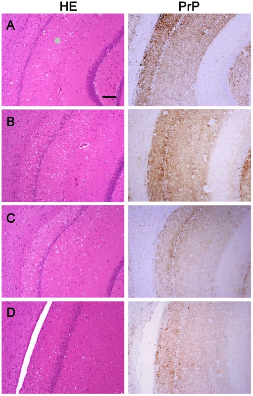 Histopathological and immunohistochemical analyses.