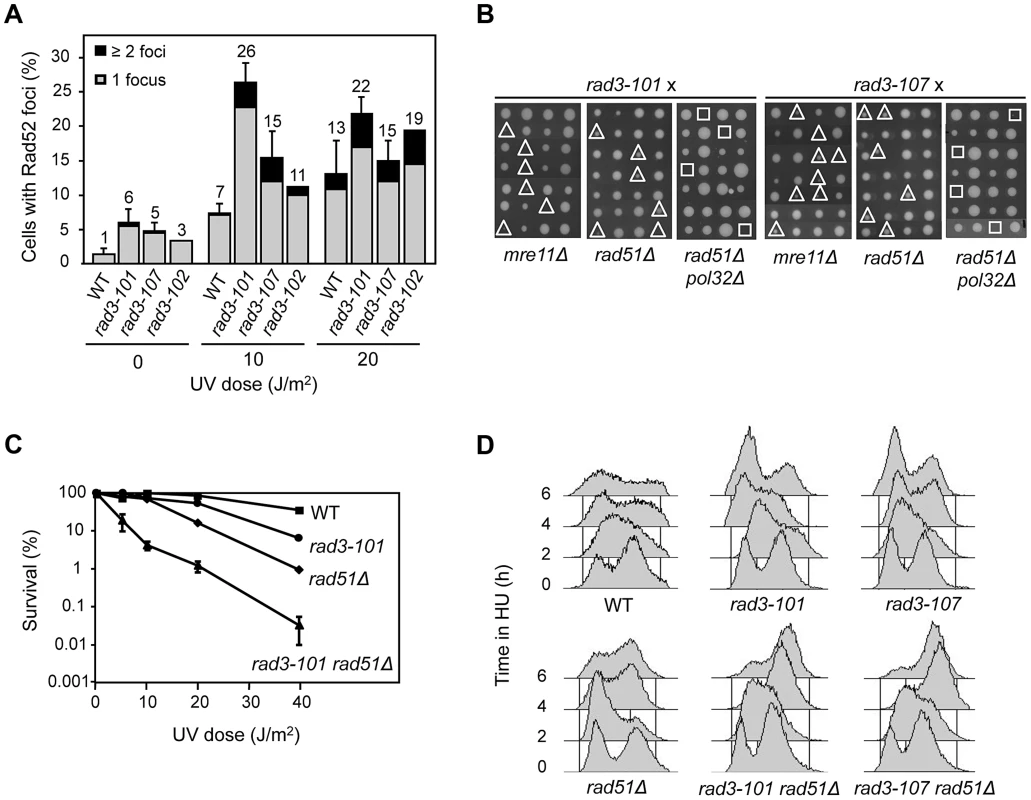 Hyper-recombination and genetic interactions of <i>rem</i> mutations with recombination and replication functions.
