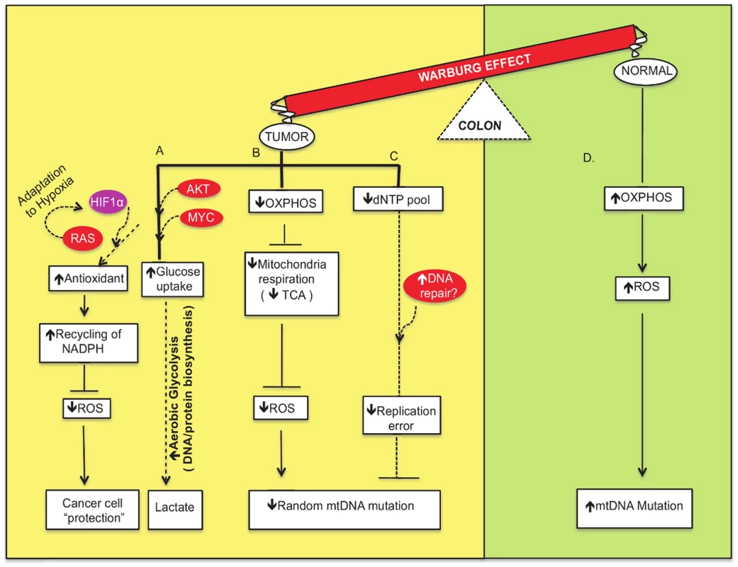 Network modeling of the interconnections among the crucial factors involved in metabolic flow and signaling pathways of the Warburg effect to “protect” the cancer cells.