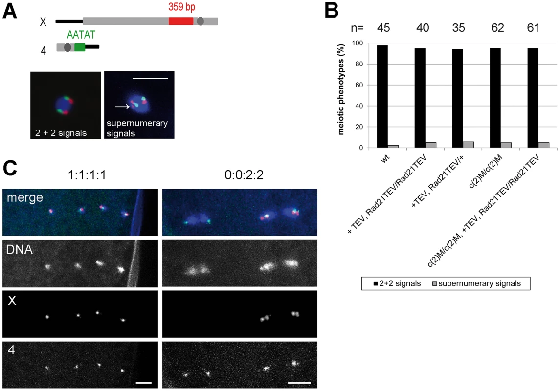 Ectopic Rad21 cleavage does not result in metaphase I alignment defects.