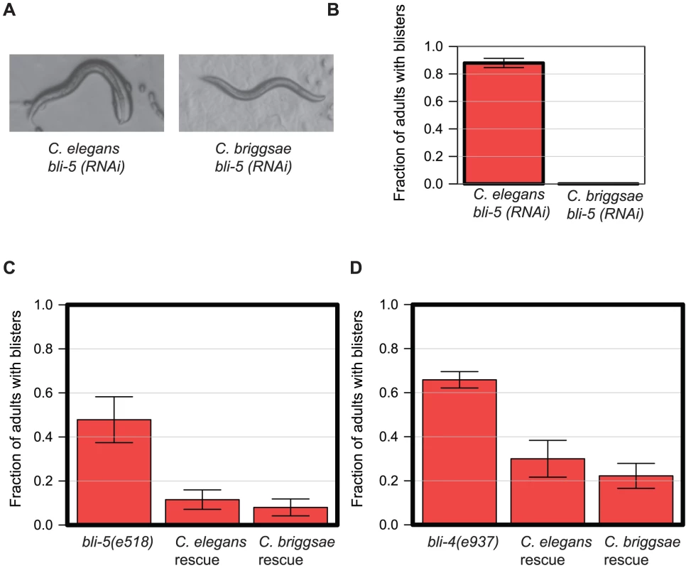 <i>bli-5</i> and <i>bli-4</i> have an identical gene function despite showing different RNAi phenotypes.