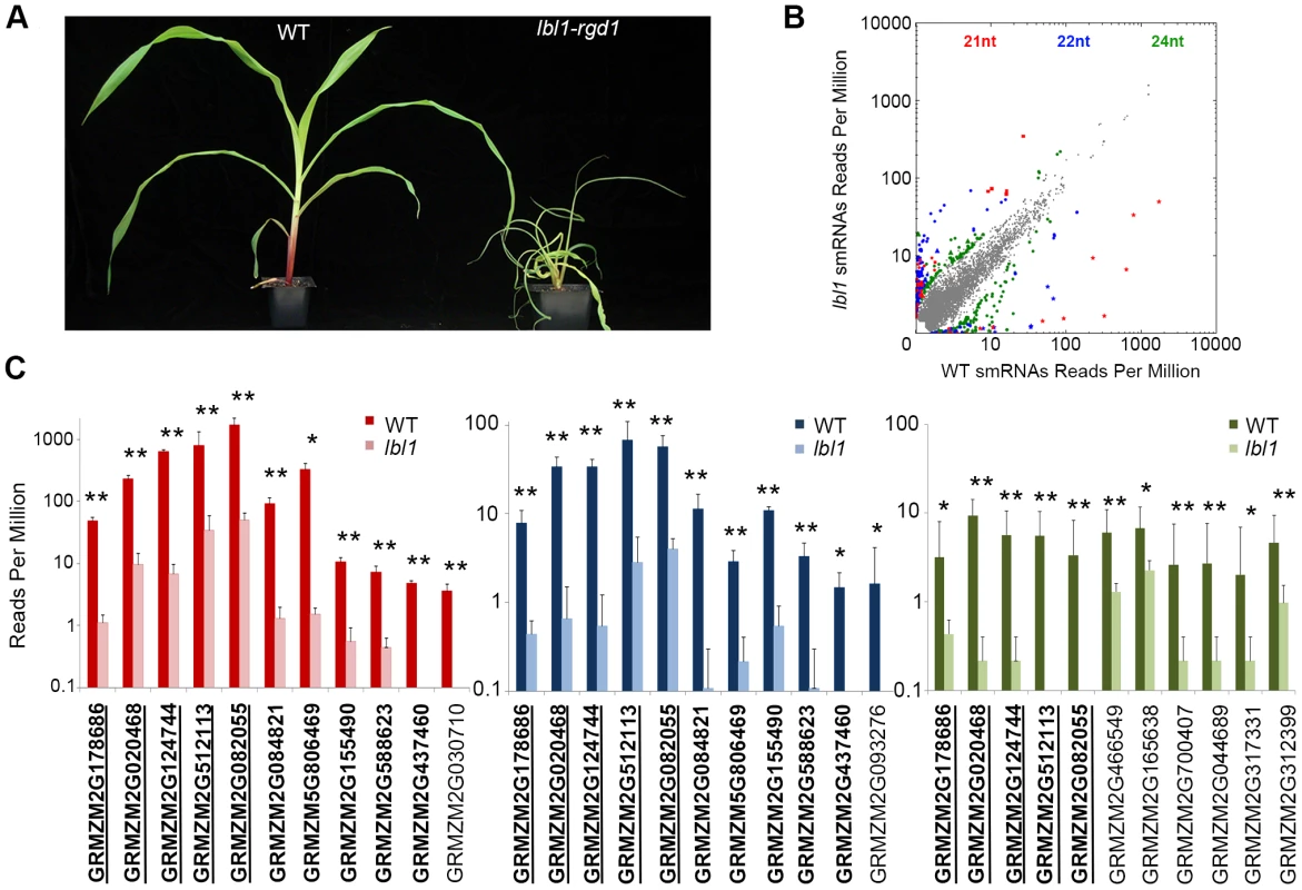 <i>lbl1</i> affects small RNA biogenesis at select loci.
