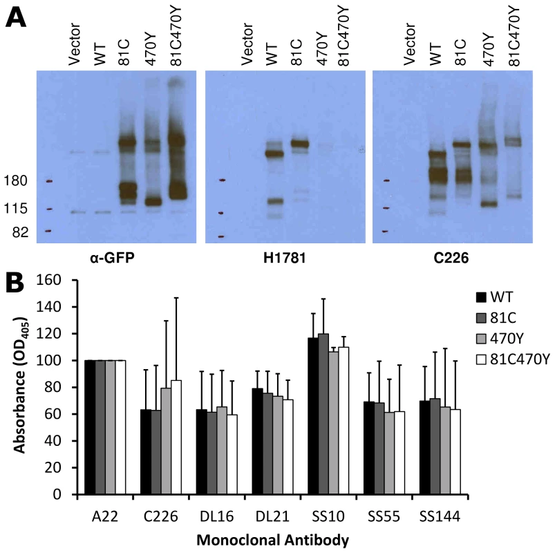 Antigenic analysis of insertion constructs at site 81 and 470.