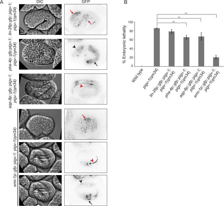 GPI-AP biosynthesis in epithelial tissues is sufficient to rescue embryonic lethality of <i>pigv-1(qm34)</i>.