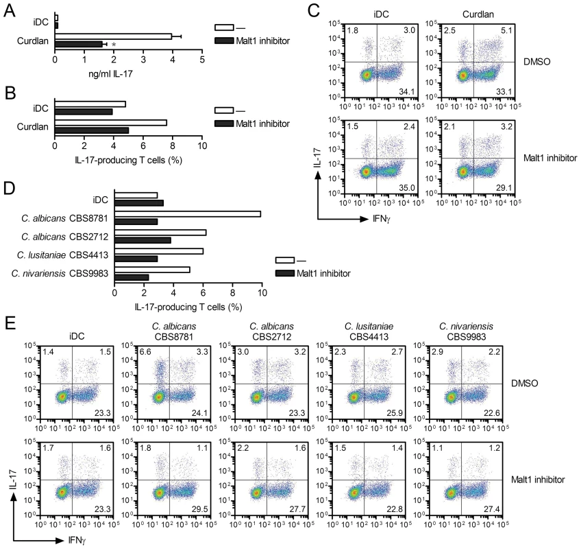 Malt1 signaling skews T helper cell polarization towards T<sub>H</sub>-17.