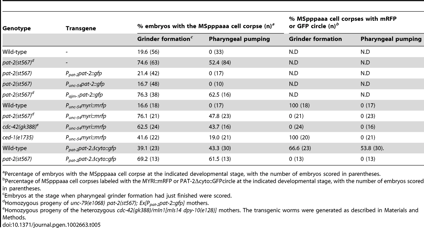 <i>pat-2</i> functions in the muscle-mediated clearance of apoptotic MSpppaaa cells.