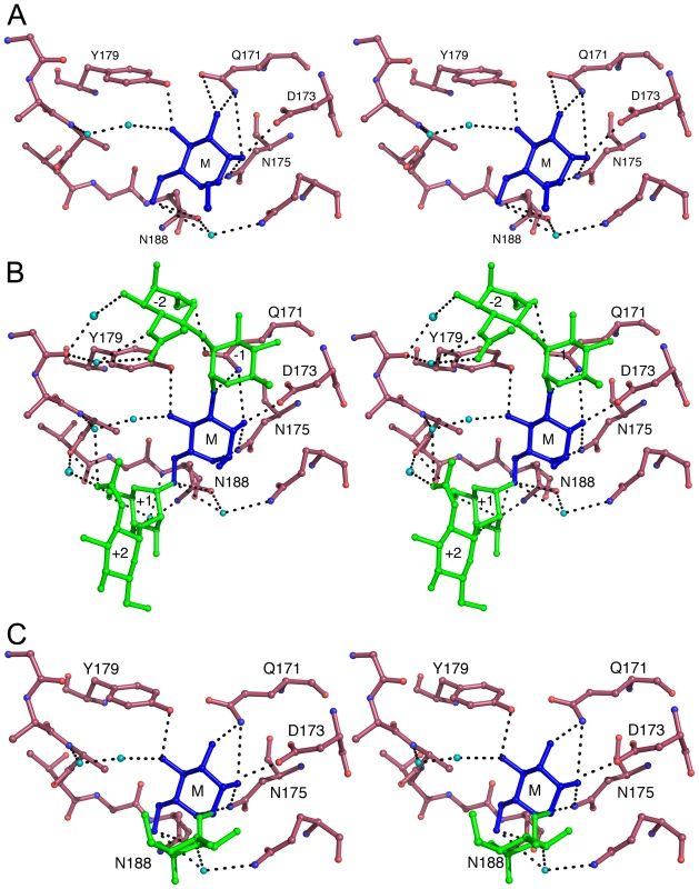 Carbohydrate binding in site III<sup>C</sup> of LlpA<sub>BW</sub>.