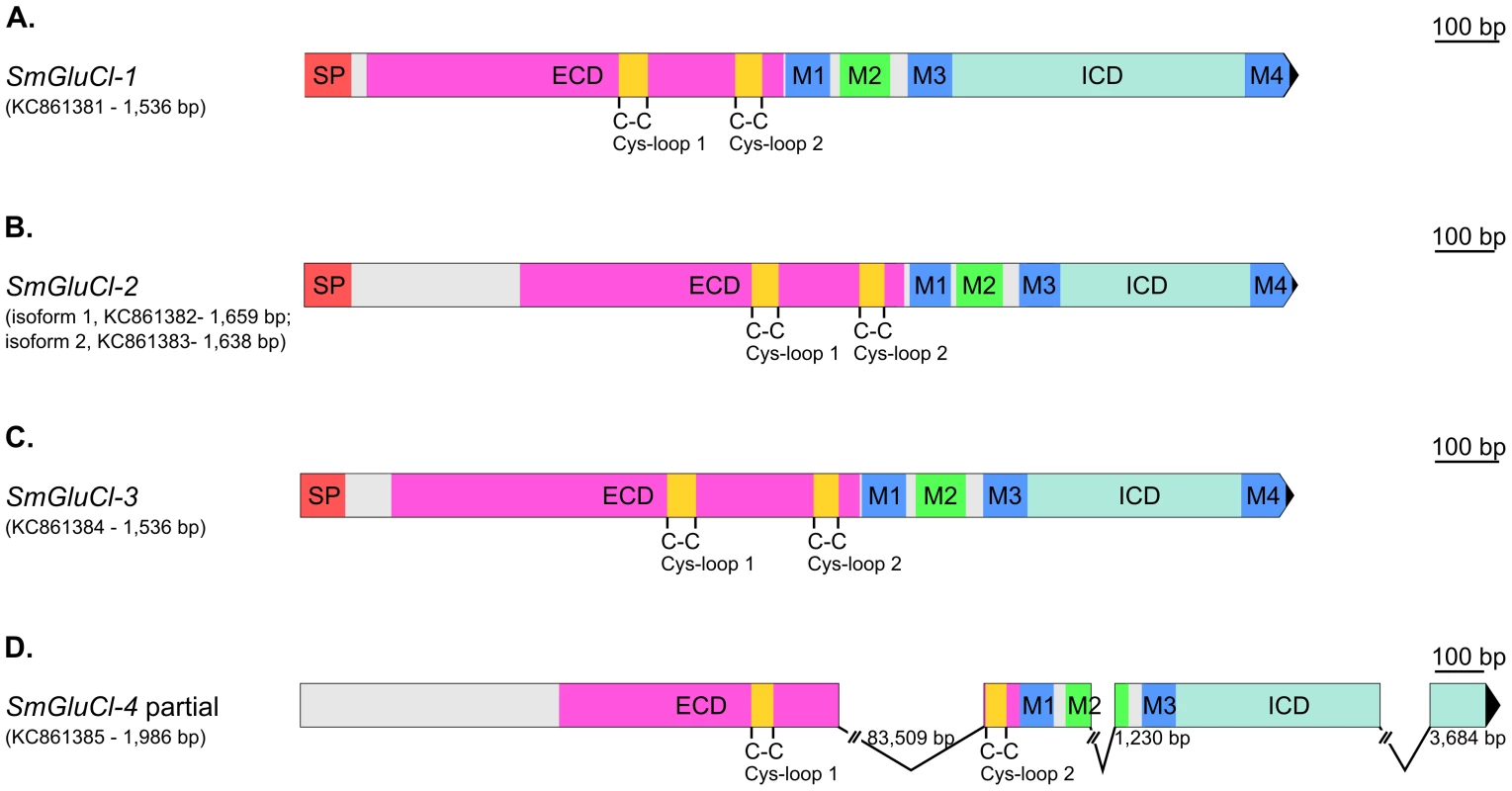 Gene structure of <i>SmGluCl-1</i>, <i>SmGluCl-2</i>, <i>SmGluCl-3</i> and <i>SmGluCl-4</i>.