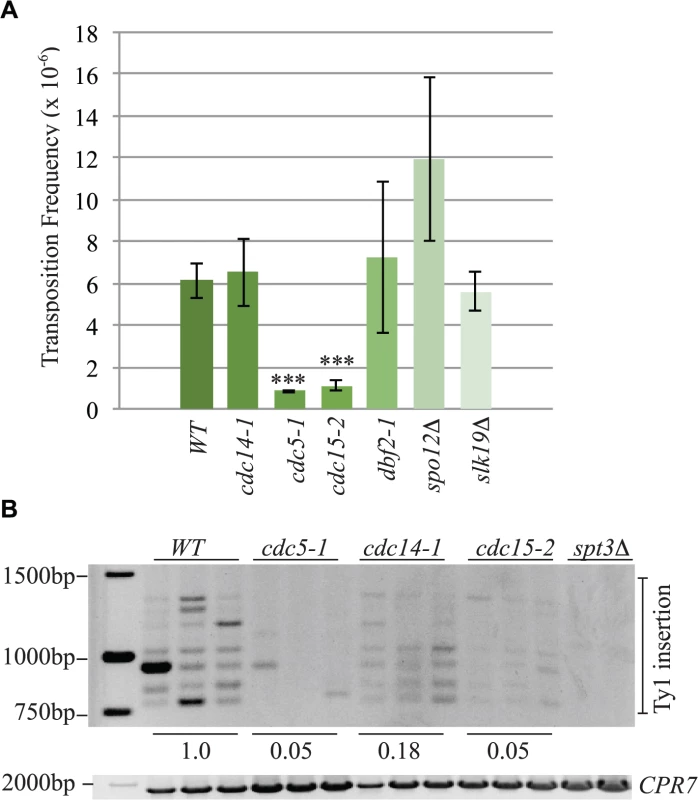 The mitotic exit network has a role in Ty1 transposition.