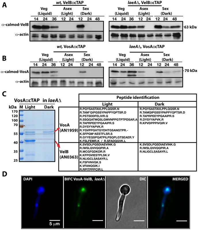 LaeA control of VosA and VelB protein levels and the VosA-VelB complex formation.