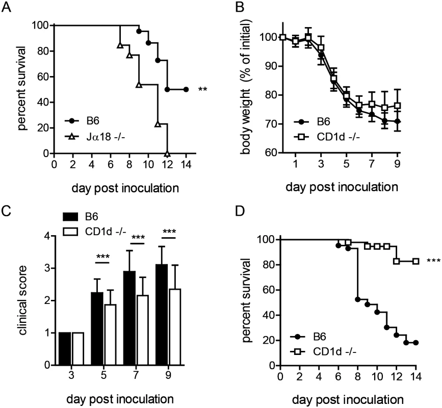CD1d<sup>-/-</sup> mice are less susceptible to i.n. LVS infection.
