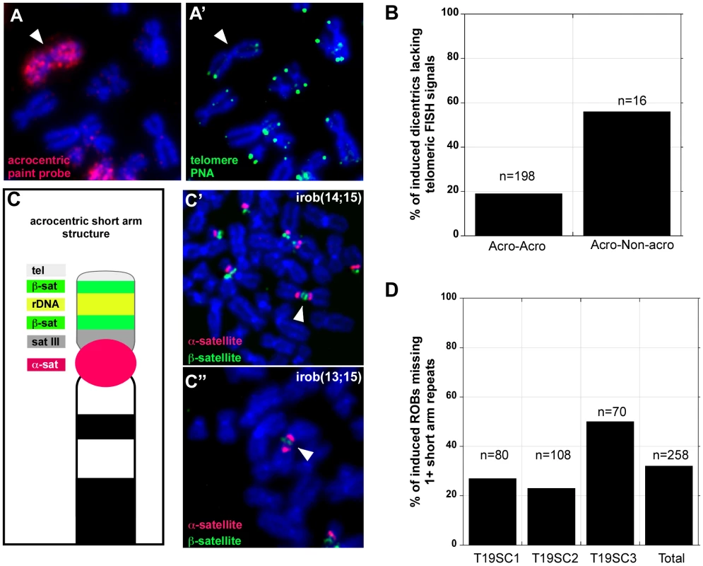 Heterogeneity in iROB structure: only half of induced dicentrics are true telomere-telomere fusions.