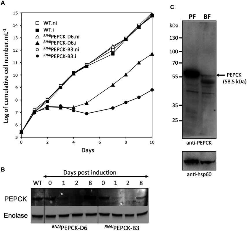 PEPCK is essential to bloodstream form <i>T</i>. <i>brucei</i>.
