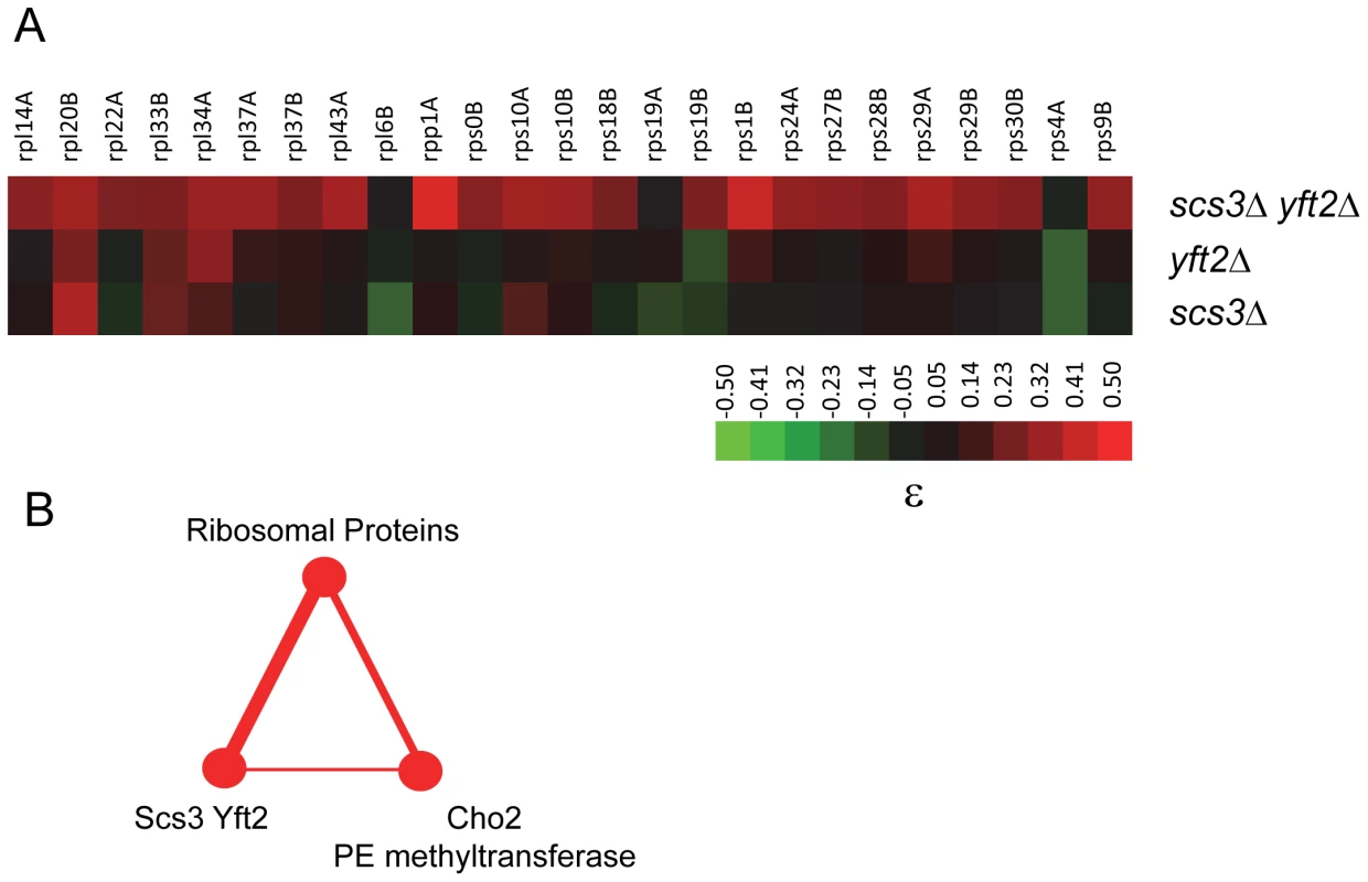 Genetic interactions of <i>SCS3</i> and <i>YFT2</i> linking protein and phospholipid synthesis.