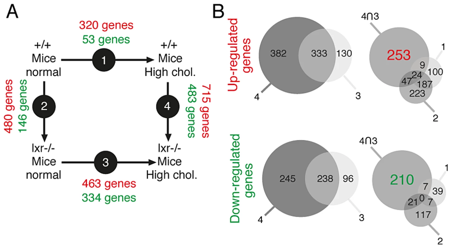 Identification of genes associated with the occurence of PIN lesions.