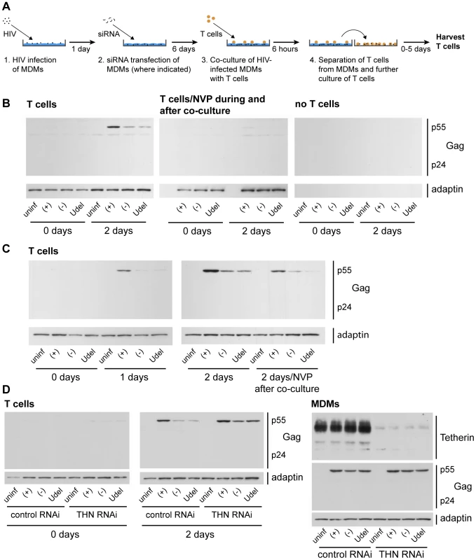 Tetherin restricts cell-cell transmission of a dual-tropic HIV-1 from MDMs to T cells.