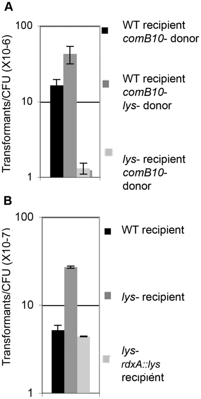 Cells lacking lysozyme take up more genomic DNA than wild-type, but are less able to acquire DNA from donor cells.