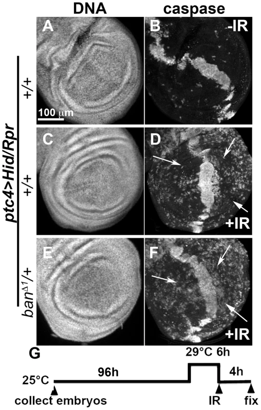 Protection by Hid/Rpr-induced cell death is sensitive to <i>ban</i> gene dosage.