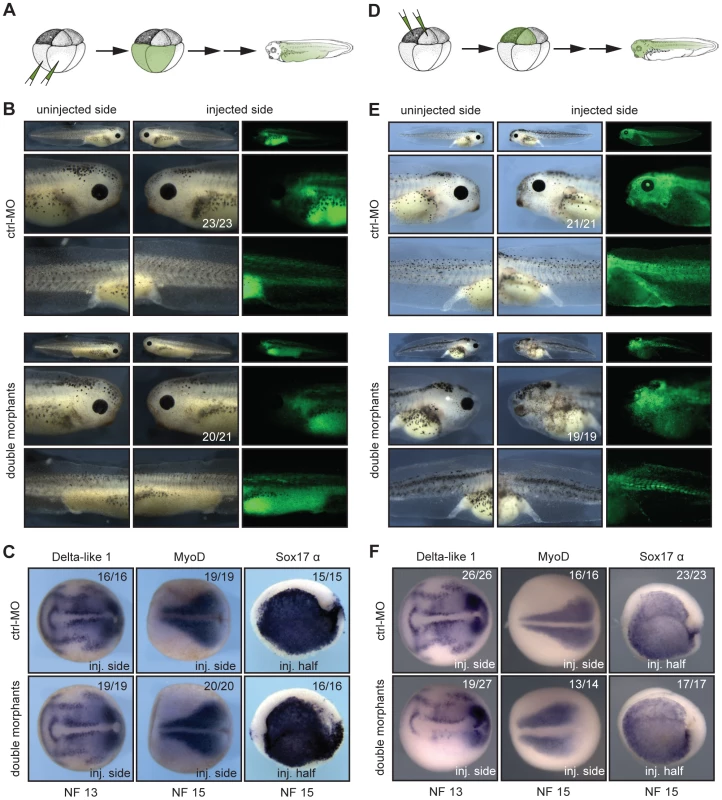 xSuv4-20h1/h2 enzymatic activity is required in the ectodermal germ layer.