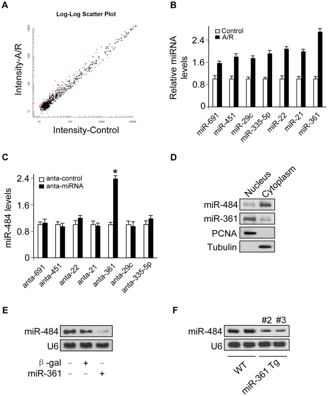 miR-361 in the nucleus is able to regulate mature miR-484 levels.