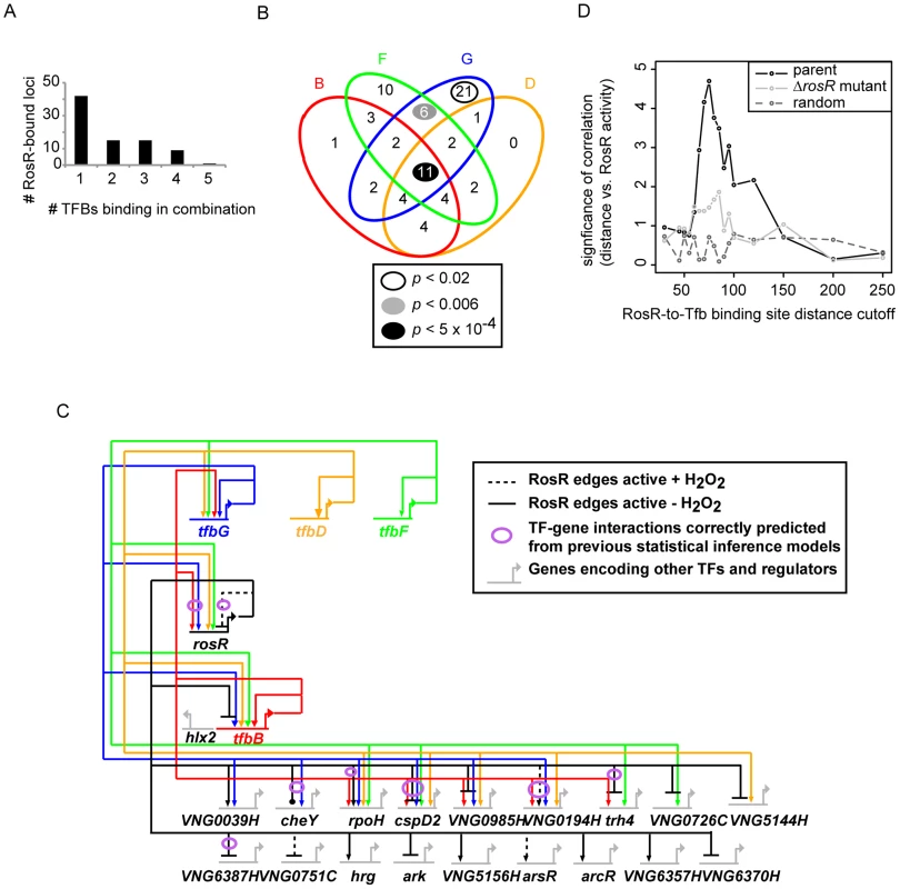 Combinatorial control of gene expression by TFIIB proteins and RosR.