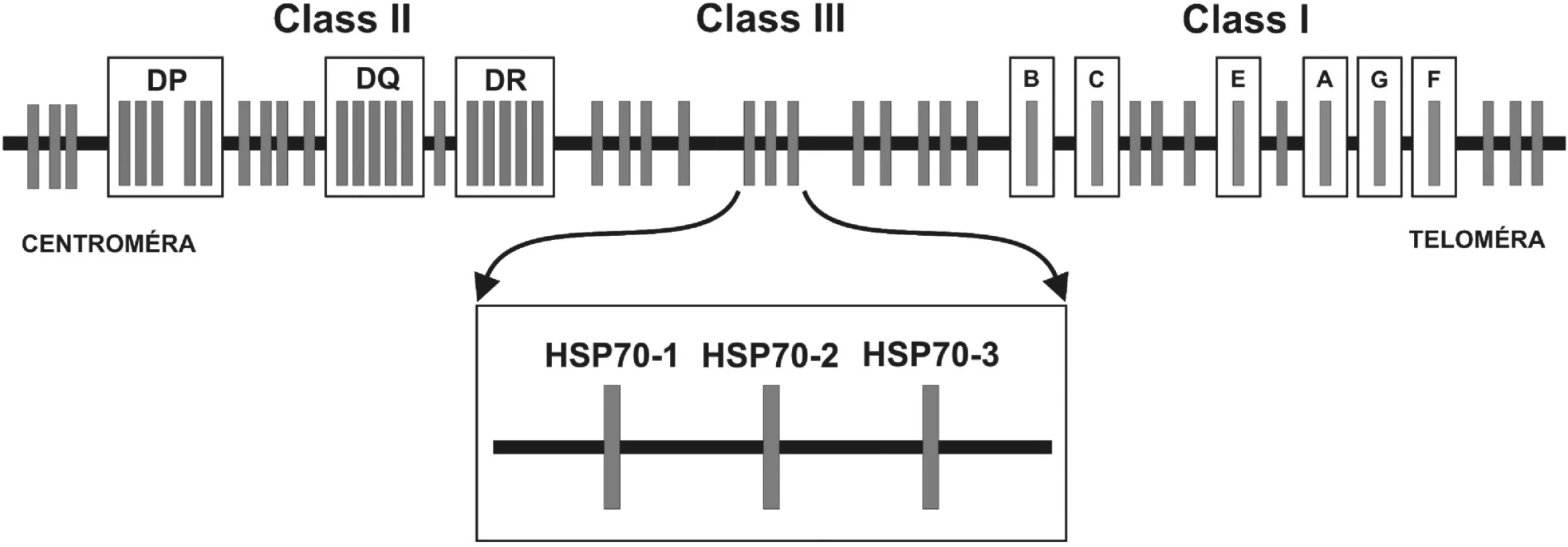 Obr. 2. Génová mapa MHC: 
Hlavný histokompatibilný komplex človeka sa nazýva Human Leukocyte Antigens. Delí sa na oblasti MHC molekúl I. a II. triedy (u človeka HLA-antigény I. triedy a II. triedy) a tzv. “non class I/II MHC“ molekuly. Medzi MHC antigény I. triedy patria gény, ktoré sú zapojené do endogénnej cesty prezentácie antigénu a smerom od teloméry umiestnené v poradí: HLA-F, -G, -A, -E, -C a –B. Gény lokusov umiestnených centromericky – HLA-DR, DQ, DP – kódujú MHC antigény II. triedy, ktoré sú zapojené do exogénnej cesty prezentácie antigénu. Gény oblasti nachádzajúcej sa medzi MHC antigénmi I. a II. triedy, sú označované ako gény “non classI/II MHC” gény. V tejto oblasti sanachádzajú okrem iných tri gény pre proteíny HSP70 (heat shock protein) – HSP70-1, HSP70-2 a HSP70-3.