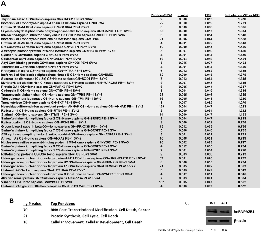 Global proteomic analysis in ACC skin fibroblasts.