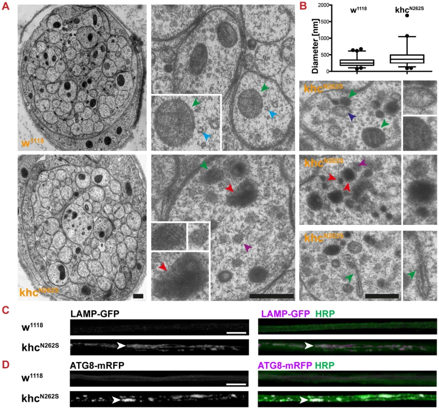 Characterization of axonal swellings.