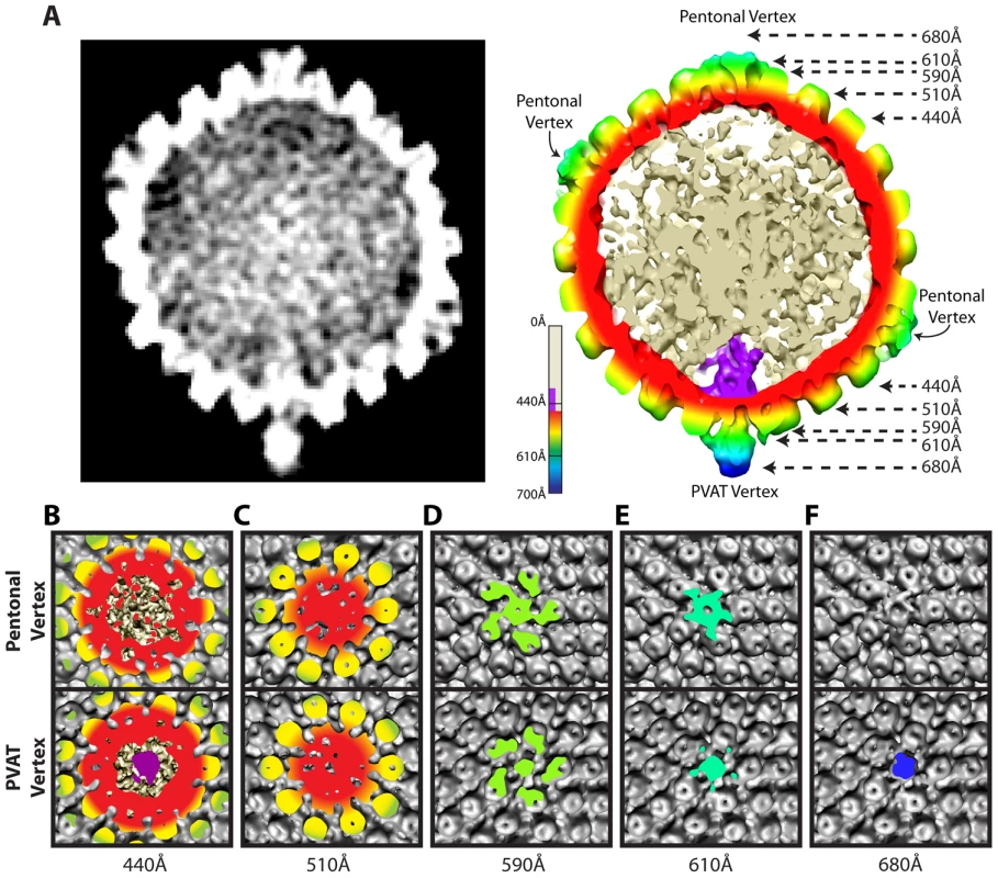 Comparison of portal and pentonal vertices.