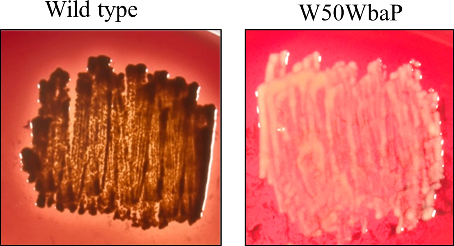 No pigmentation of W50WbaP mutant.