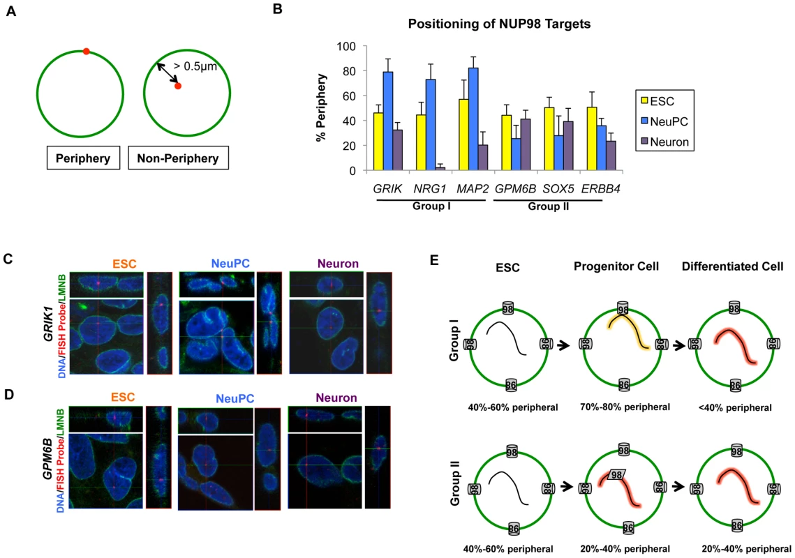 Distinct localization of two groups of NUP98-regulated developmental genes.