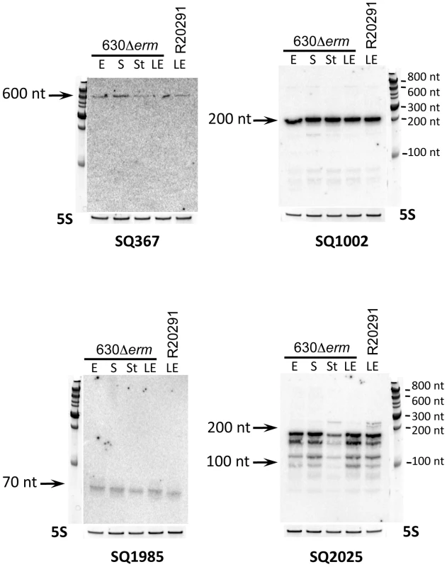Experimental validation of <i>in silico</i> identified sRNAs.
