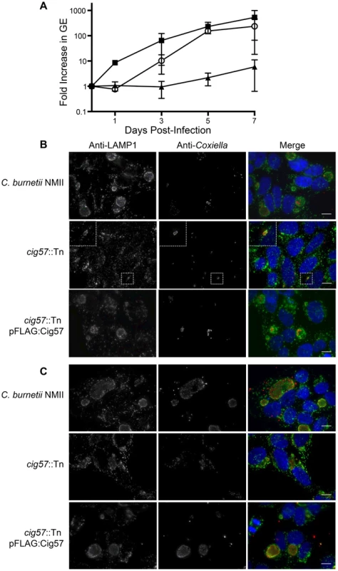The Dot/Icm effector Cig57 is required for efficient intracellular replication of <i>C. burnetii</i>.