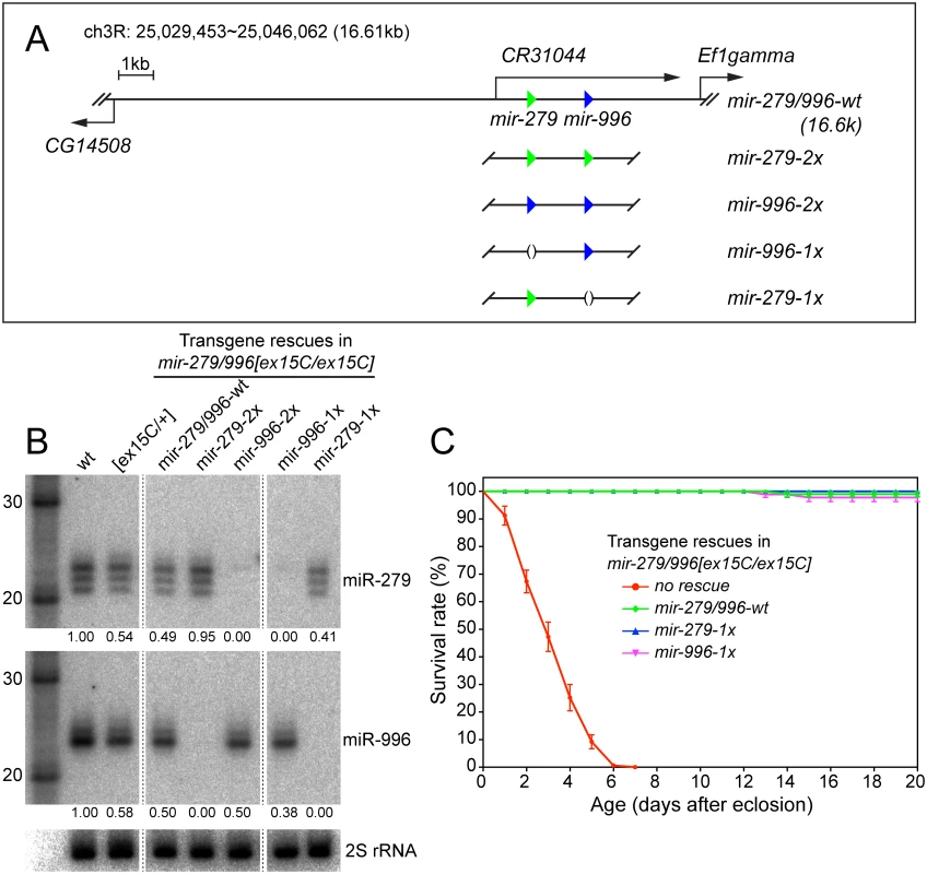 Modified genomic transgenes to assess individual miR-279/996 functions.