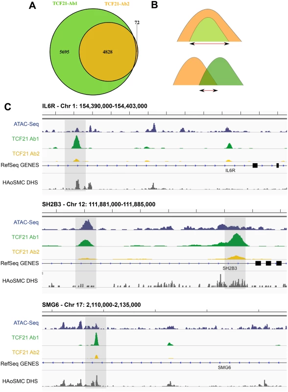 Two TCF21 antibodies show overlapping patterns of TCF21 chromosomal binding.