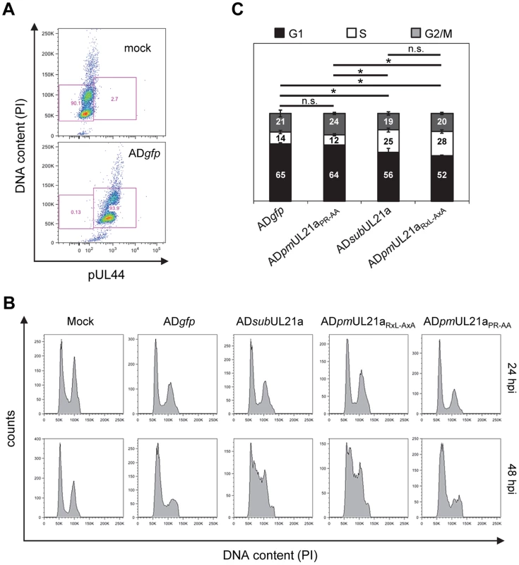 The pUL21a cyclin-binding domain is essential for HCMV to prevent cellular DNA synthesis.