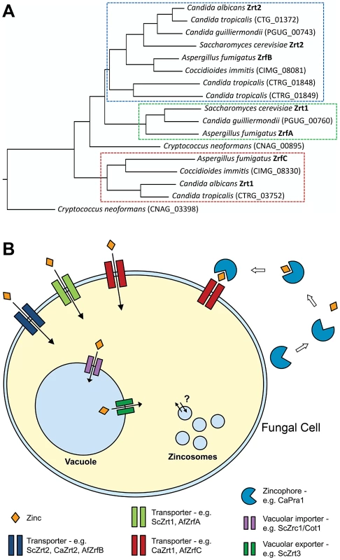 Fungal zinc acquisition.