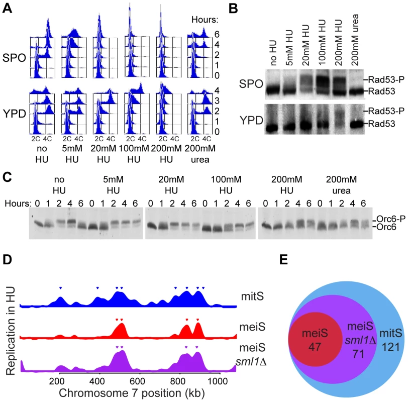 Reduced replication initiation in meiS.
