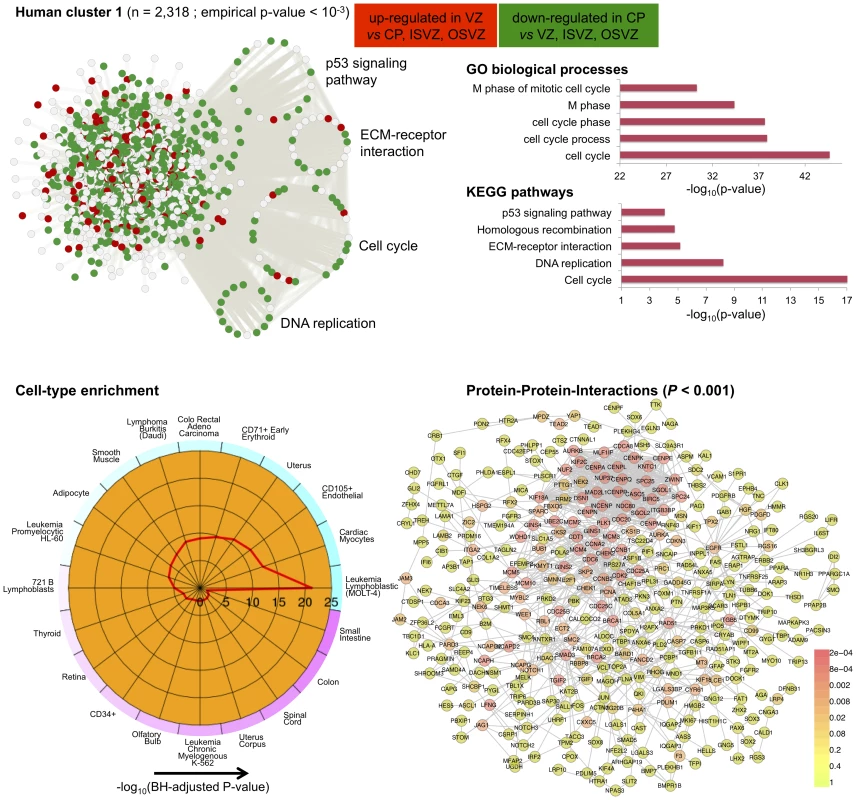 Human co-expression cluster 1.