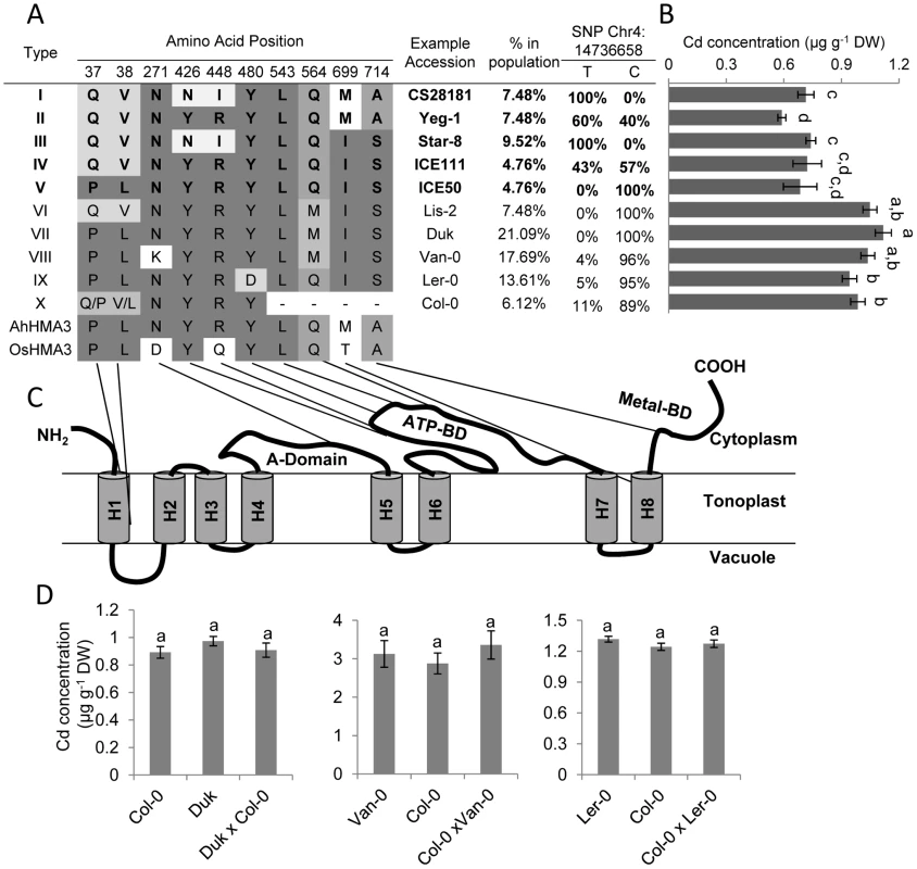 Natural <i>HMA3</i> protein coding haplotypes and their association with leaf Cd concentration across 149 <i>A. thaliana</i> accessions.