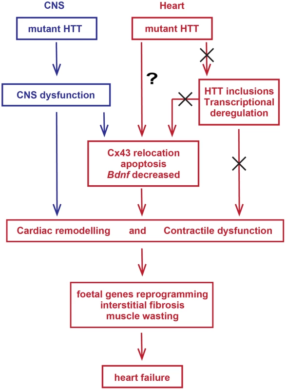 Model depicting the mechanism by which mutant huntingtin causes cardiac dysfunction in murine HD hearts.