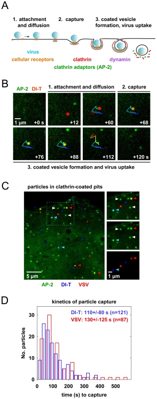 Clathrin structures capture VSV and DI-T particles with similar kinetics.