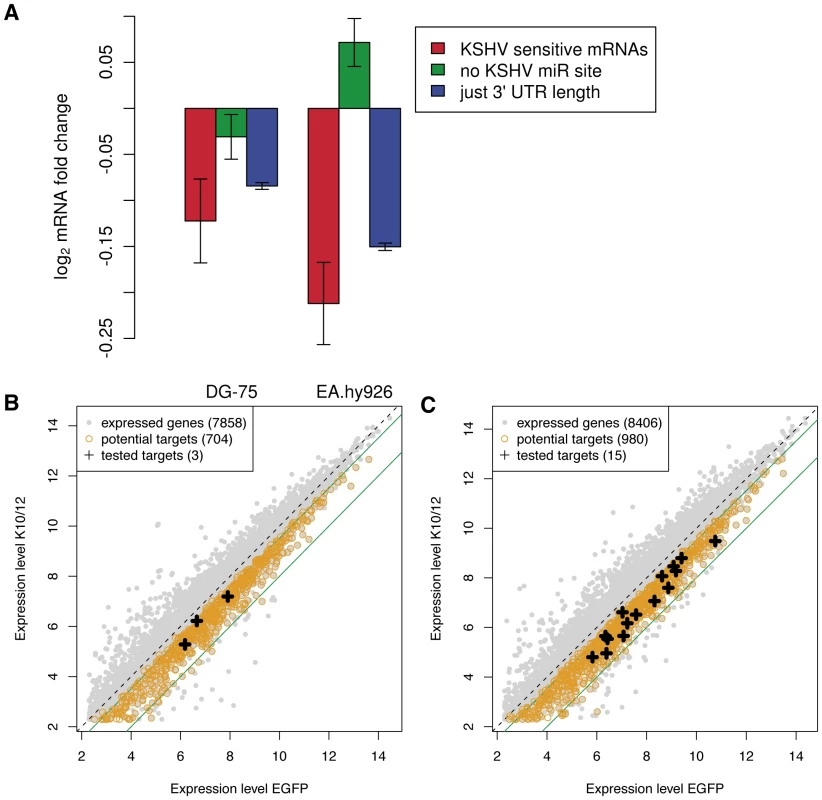 Microarray analysis of KSHV miRNAs expressing cell lines.