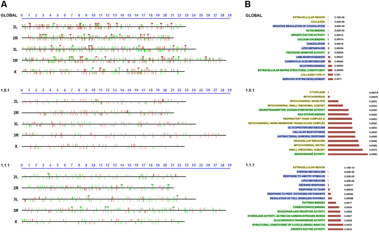Chromosomal clustering and GO enrichment analysis.