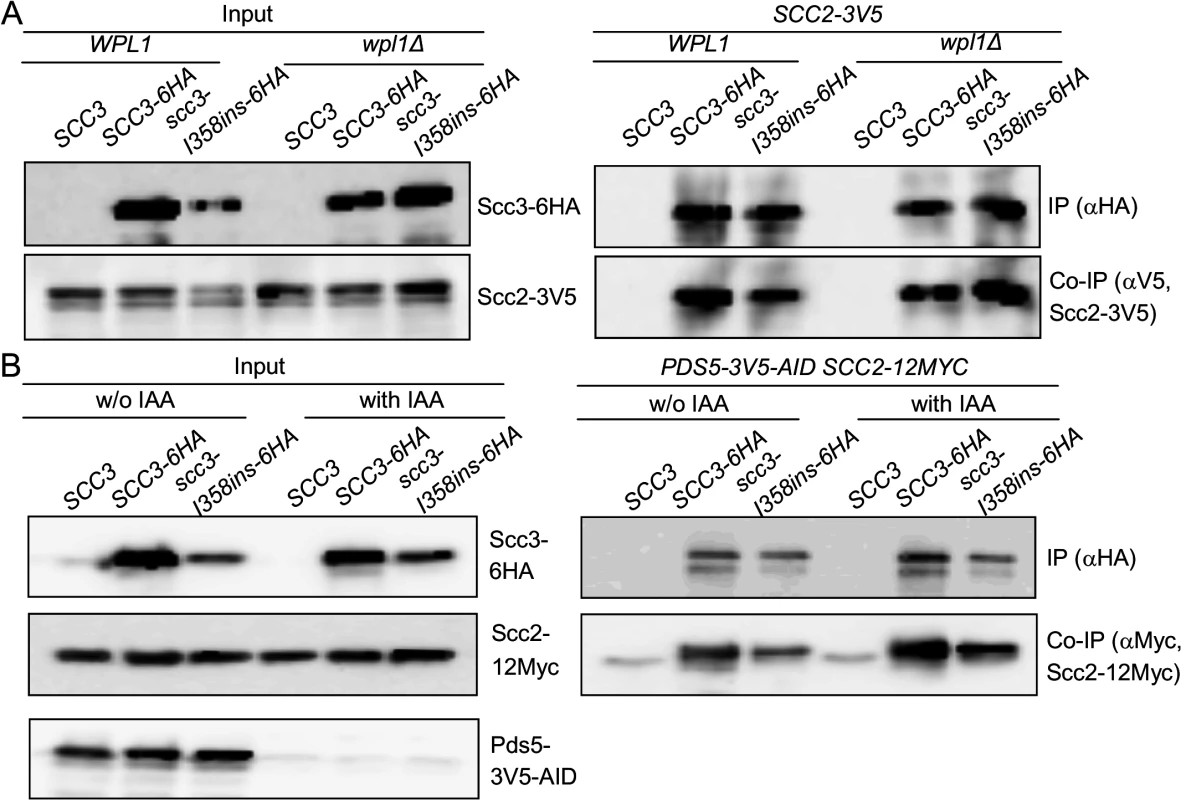 Impact of cohesin accessory factors on Scc2 binding to cohesin.