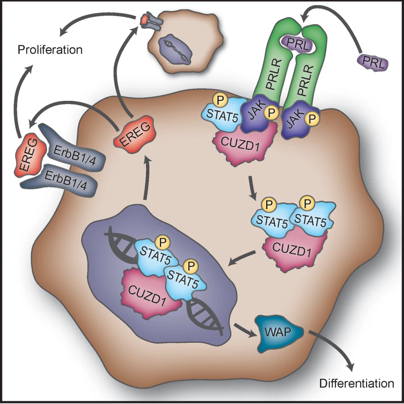 Proposed mechanism of action of CUZD1 in the mammary gland epithelium.