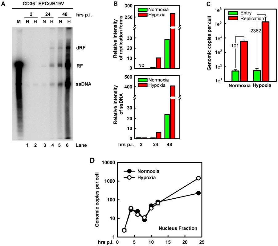 B19V DNA replication, virus entry and intracellular trafficking in CD36<sup>+</sup> EPCs under hypoxia <i>vs.</i> normoxia.