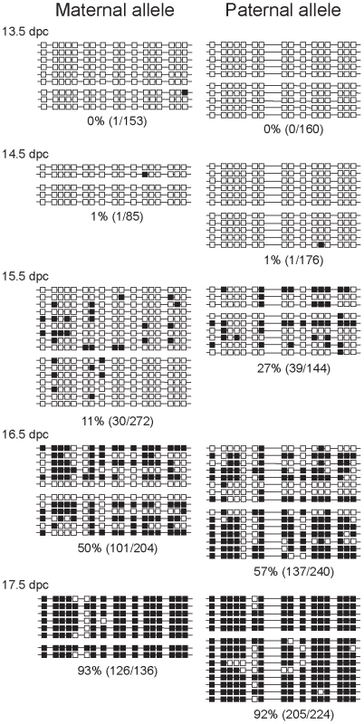 Methylation dynamics at the ICR in normal prospermatogonia.