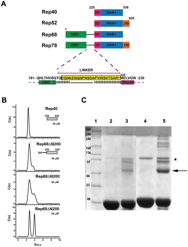 Effect of interdomain linker on oligomerization.