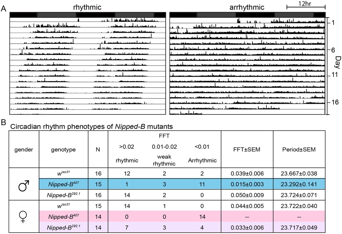 <i>Nipped-B</i> heterozygous mutants are arrhythmic.